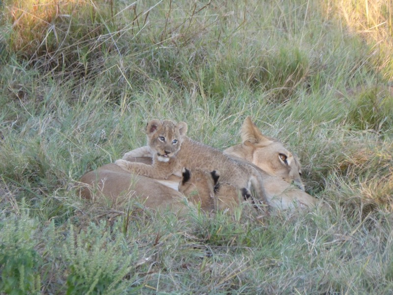 leonessa e i suoi cuccioli in botswana